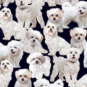 Maltipoo Design nted on 100% Cotton Quilting Fabric by the Yard